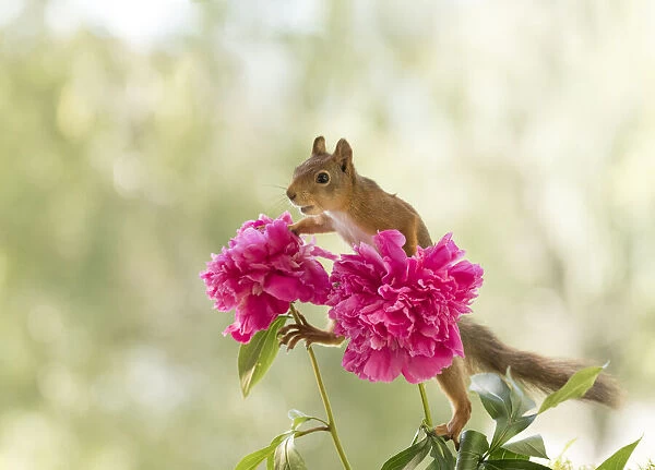Red Squirrel is climbing on peony flowers