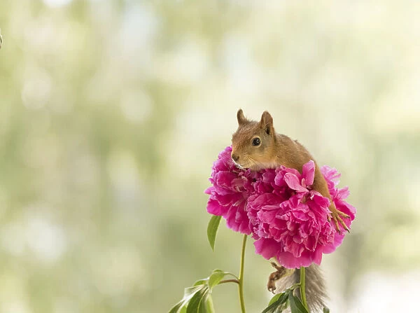 Red Squirrel is climbing on peony flowers
