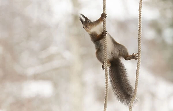 Red Squirrel climbing between ropes
