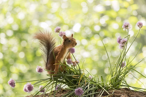 Red Squirrel climbs on chives flowers