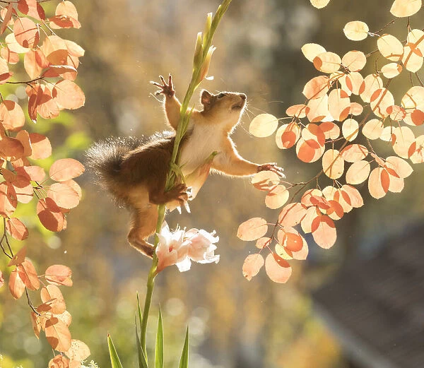 Red Squirrel climbs in a Gladiolus flower