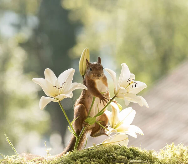 Red Squirrel climbs in lilium flowers