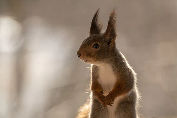 red squirrel close up looking away