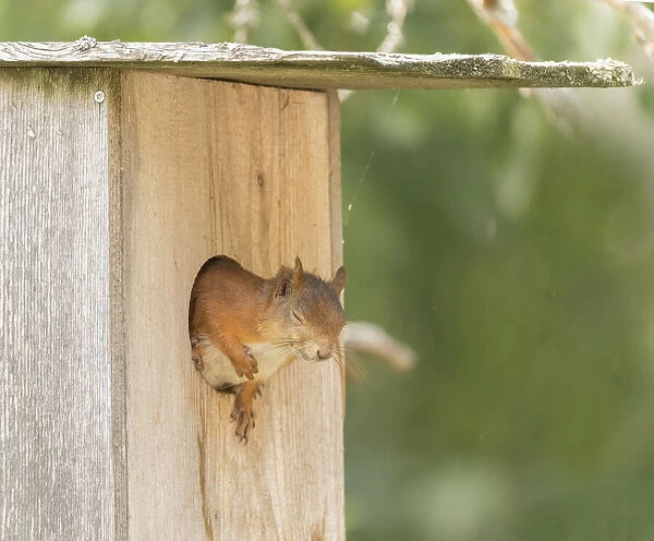 Red Squirrel with closed eye in box opening
