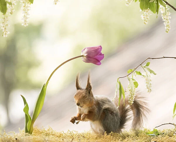 Red Squirrel with closed eyes stand under a tulip