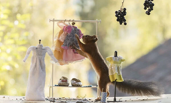 Red Squirrel in a cloth shop