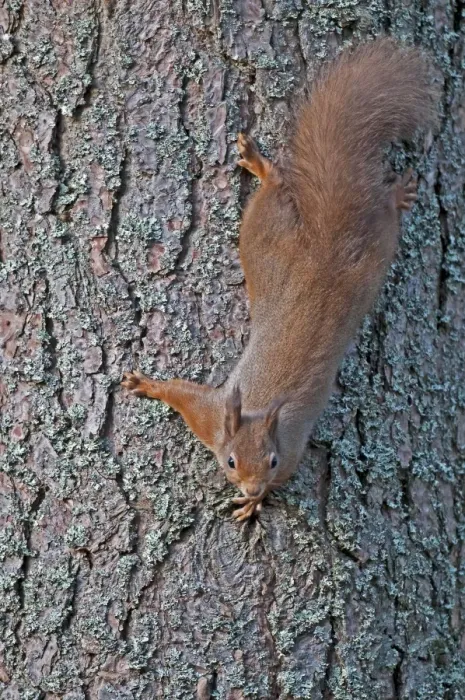 Framed Print : Red Squirrel - coming down tree trunk head first - Cairngorm - Scotland Framed Print : Red Squirrel - coming down tree trunk head first - Cairngorm - Scotland