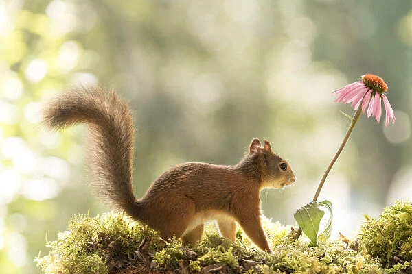 Red Squirrel with a daisy flower