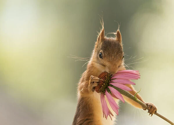 Red Squirrel with a daisy flower