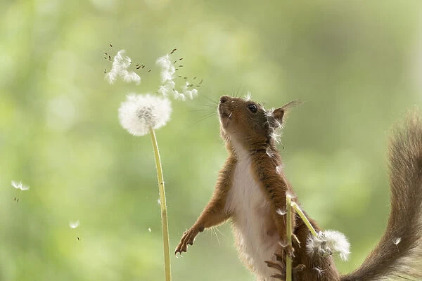 Red Squirrel with dandelion seeds flying