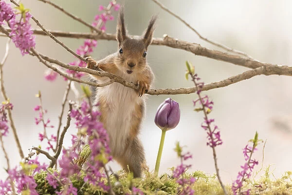 Red Squirrel with Daphne mezereum flower branches
