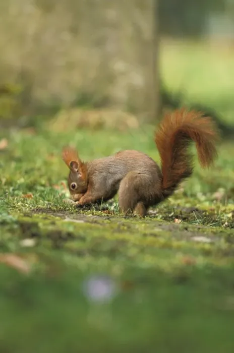Framed Print : Red squirrel - digging Framed Print : Red squirrel - digging