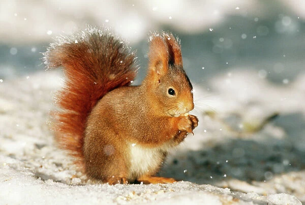Red Squirrel Digital Manipulation: Frost & falling snow