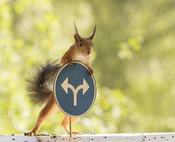 Red Squirrel with Two directions on a blue road sign