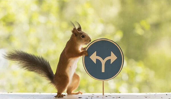 Red Squirrel with Two directions on a blue road sign