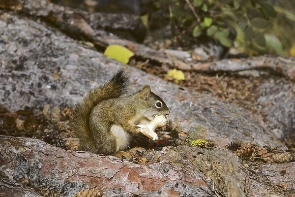 Red squirrel - eating mushroom Jasper National Park, Alberta, Canada. Northern Rockies, Fall. MI201