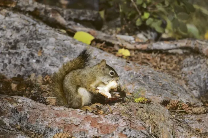 Framed Print : Red squirrel - eating mushroom Jasper National Park, Alberta, Canada. Northern Rockies, Fall. MI201 Framed Print : Red squirrel - eating mushroom Jasper National Park, Alberta, Canada. Northern Rockies, Fall. MI201