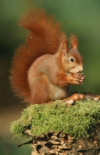 Red Squirrel Eating nut