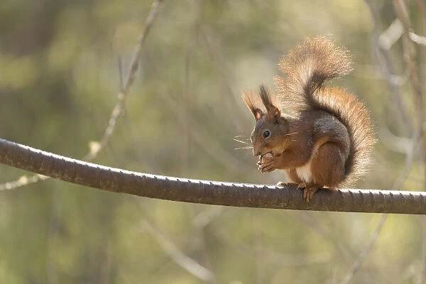 Red Squirrel eating a nut on a iron bar