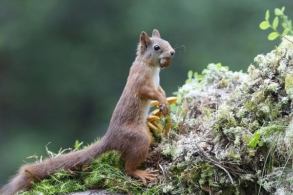 Red Squirrel - eating nut. Scottish Moor - Aviemore - Scotland