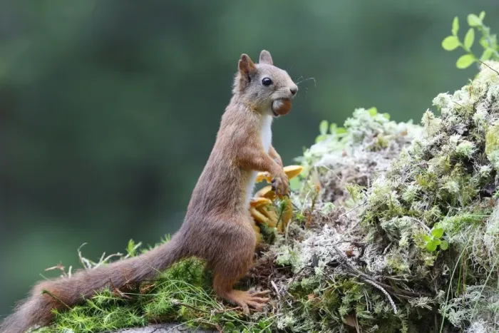 Framed Print : Red Squirrel - eating nut. Scottish Moor - Aviemore - Scotland Framed Print : Red Squirrel - eating nut. Scottish Moor - Aviemore - Scotland
