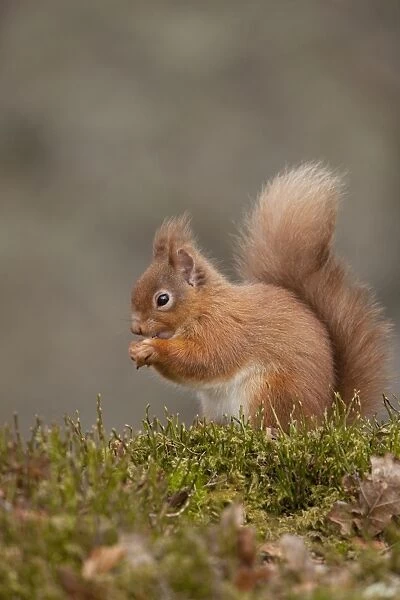 Red Squirrel - eating nuts on woodland floor - February - Aviemore - Scotland