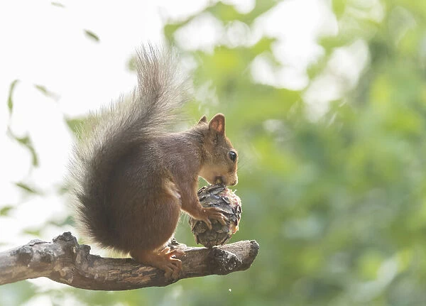 Red Squirrel is eating a pinecone