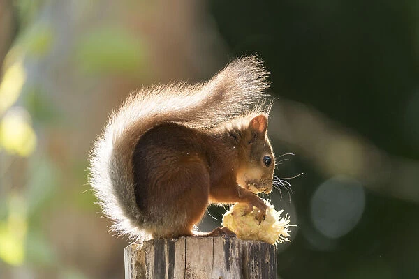 Red Squirrel is eating a pinecone