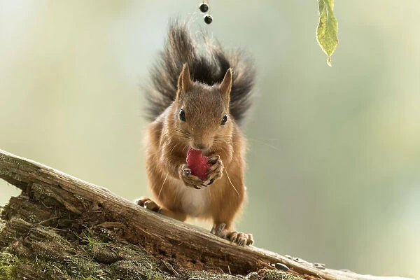 Red Squirrel is eating a raspberry