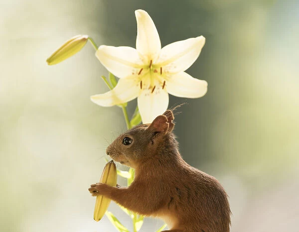 Red Squirrel eating a tiger lily flower bud