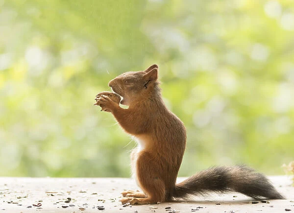 Red Squirrel is eating a walnut with closed eyes
