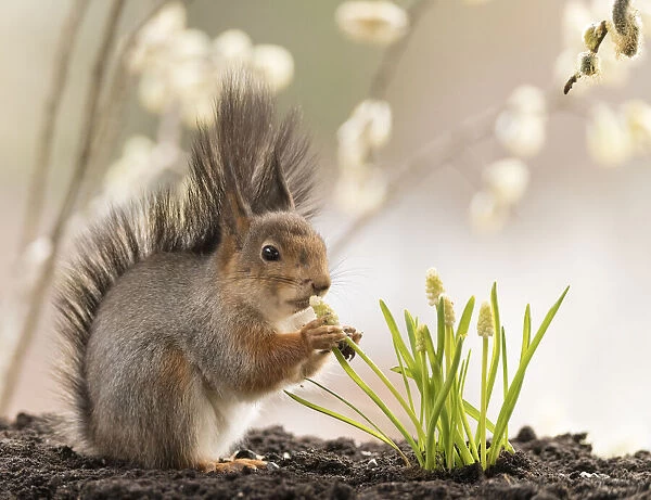 Red Squirrel eating a white Muscari flower