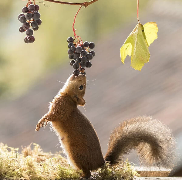 Red Squirrel eats a grape from a branch
