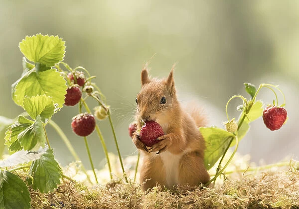 Red Squirrel eats a strawberry