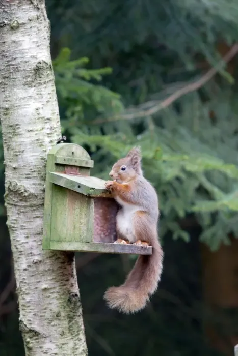 Framed Print : Red Squirrel - at feeder - Scotland - UK Framed Print : Red Squirrel - at feeder - Scotland - UK