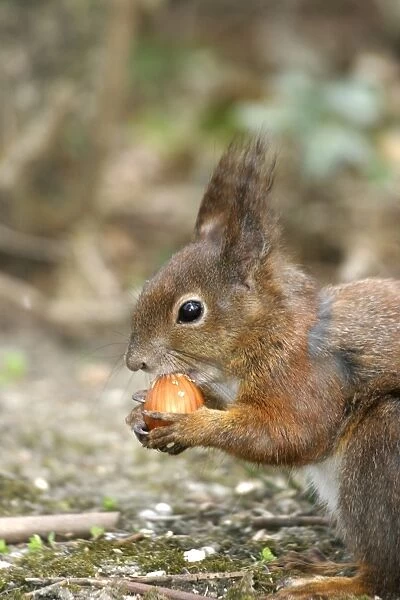 Red squirrel - feeding