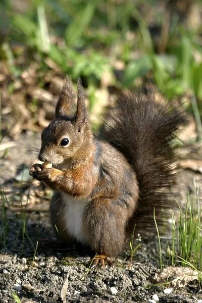 Red Squirrel - feeding on nut. Vienna. Austria