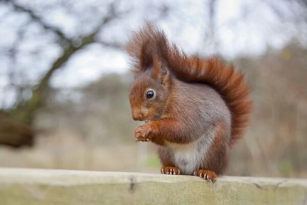 Red Squirrel - feeding - UK