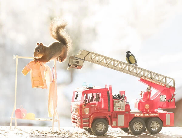 Red Squirrel on a firetruck Date: 14-11-2021