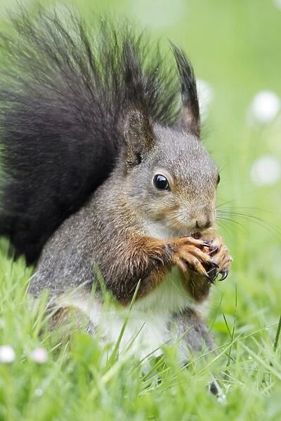Red Squirrel - on garden lawn eating hazel nut, Lower Saxony, Germany