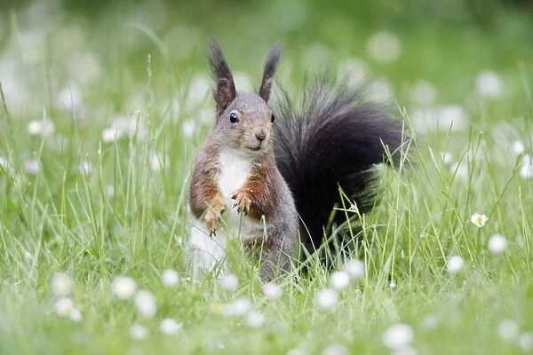 Red Squirrel - on garden lawn eating hazel nut, Lower Saxony, Germany