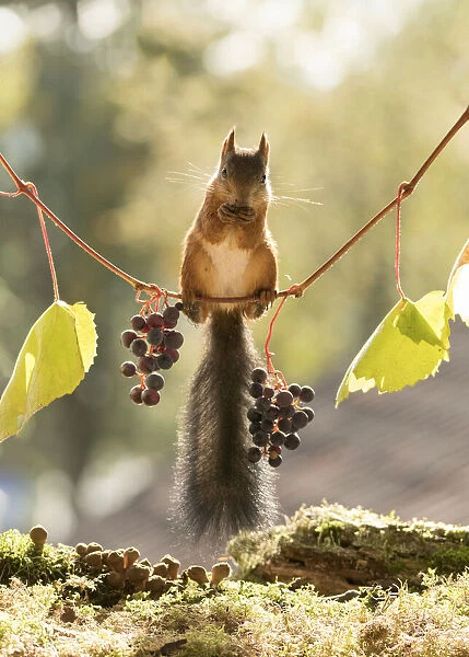 Red Squirrel on grape branches
