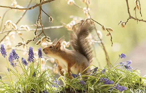 Red Squirrel with grape hyacinth