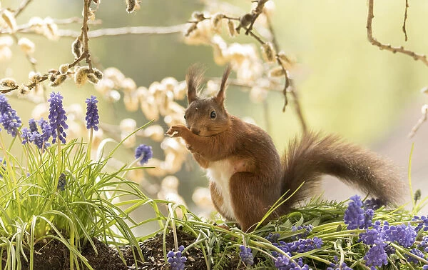 Red Squirrel with grape hyacinth flower scratching