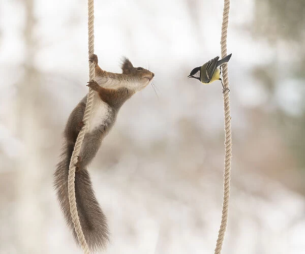 Red Squirrel and great tit climbing in ropes