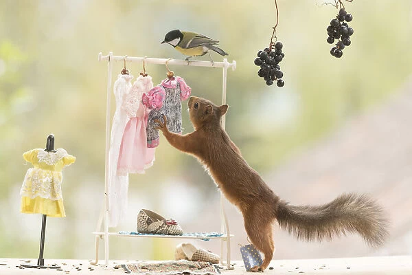 Red Squirrel and great tit in a cloth shop
