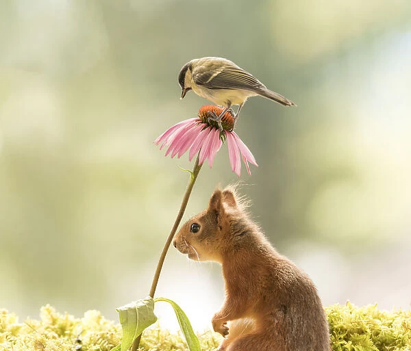 Red Squirrel and a great tit with a daisy flower