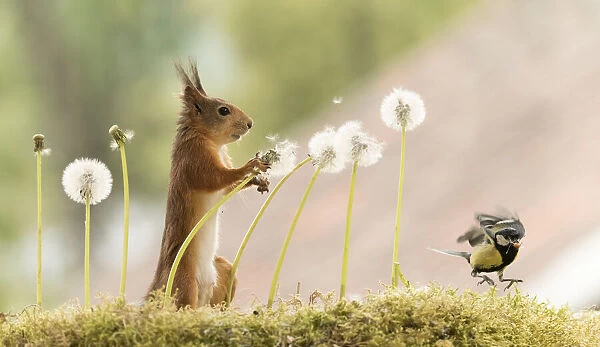 Red Squirrel and great tit with dandelion bud with seeds