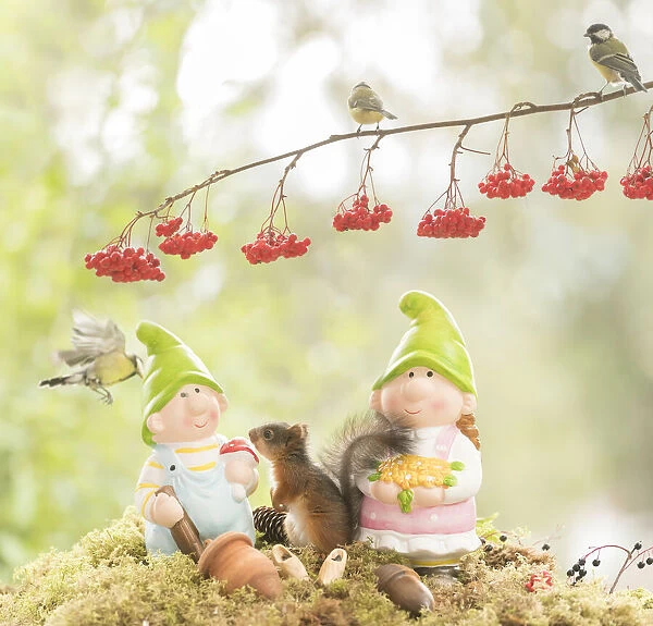 Red Squirrel and great tit with dwarfs
