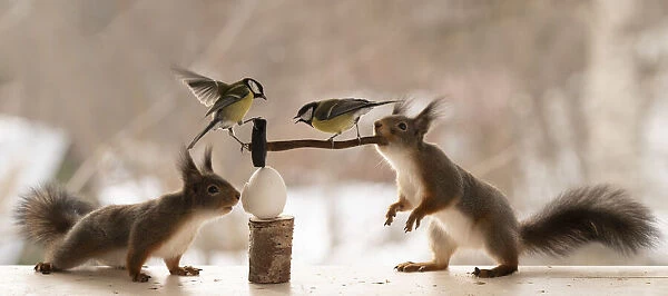 Red Squirrel and great tit holding a sledgehammer on a egg Date: 17-03-2021
